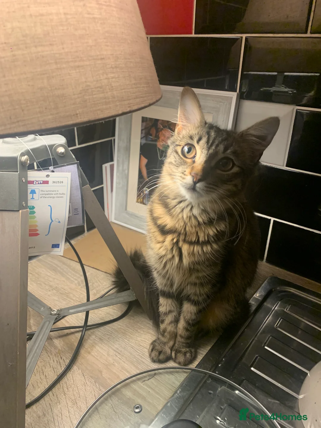 Mixed Breed cats for sale: Beautiful Playful Kittens Ready for Loving Homes - Advert 1