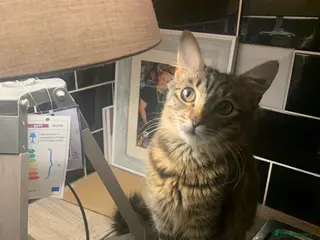 Mixed Breed cats Beautiful Playful Kittens Ready for Loving Homes - Advert 1