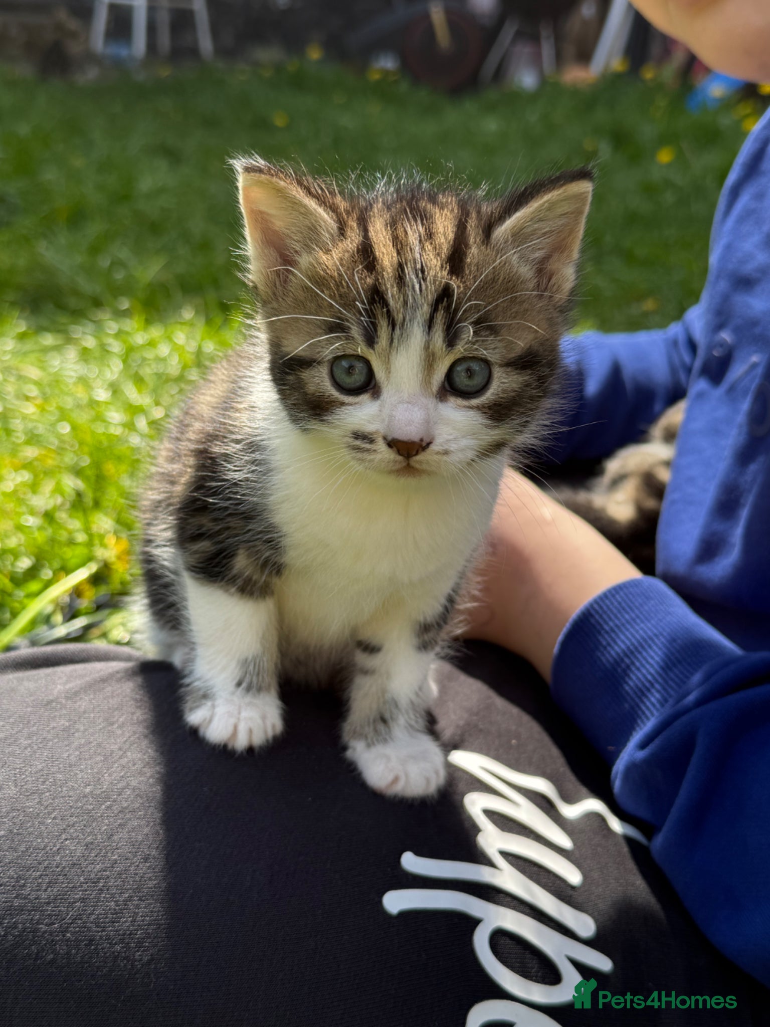 Mixed Breed cats Gorgeous kittens,boy and girl  - Advert 13