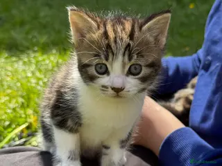 Mixed Breed cats Gorgeous kittens,boy and girl - Advert 11