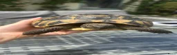 Tortoise reptiles for sale: Herman Tortoise - Advert 3