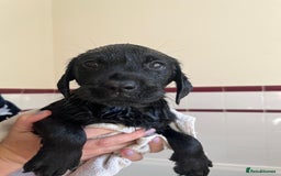 Labrador Retriever dogs for sale: Last Yellow Male available 19th Sept 2025 - Image 4