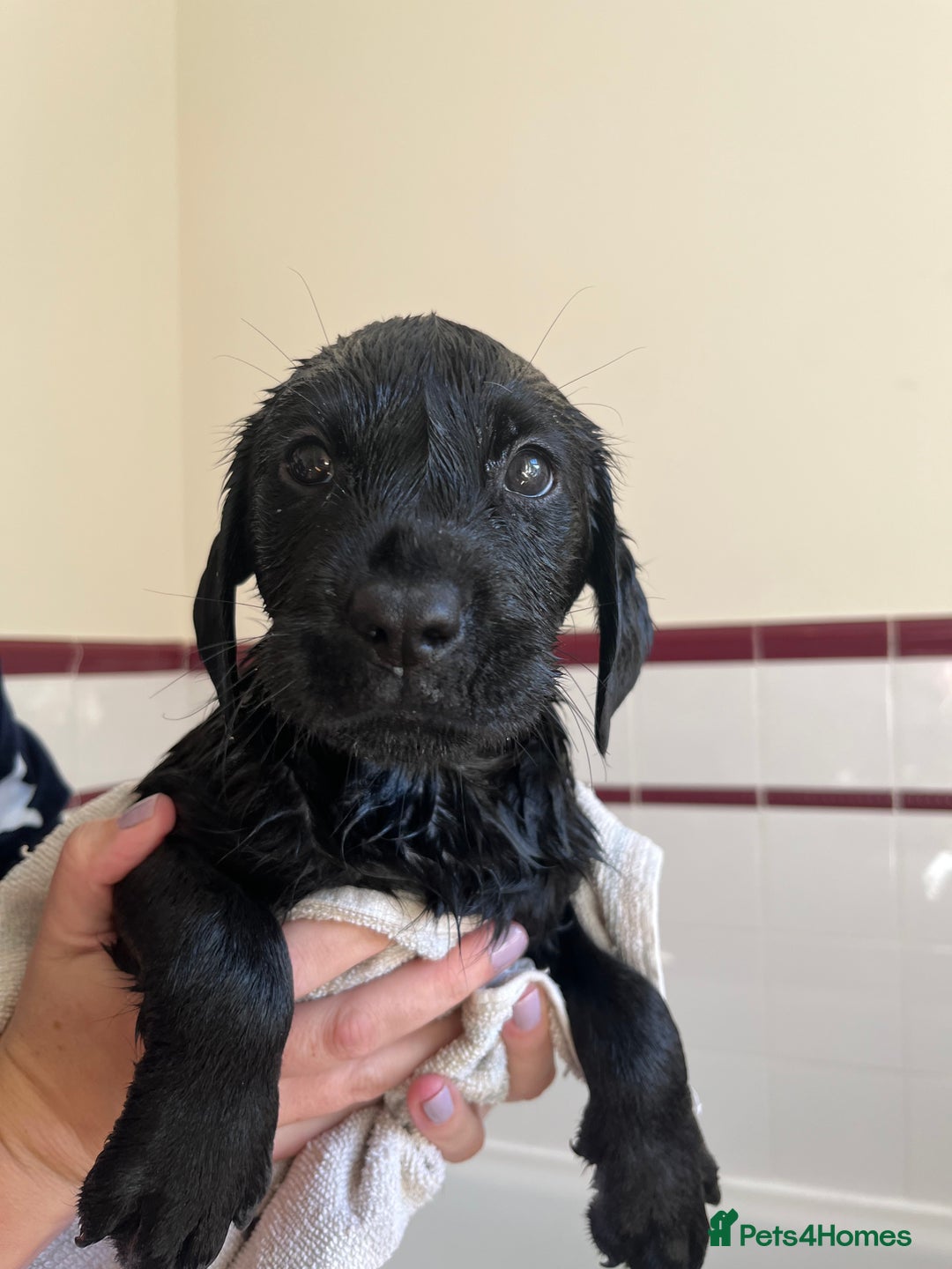 Labrador Retriever dogs for sale: Last Yellow Male available 19th Sept 2025 - Image 4