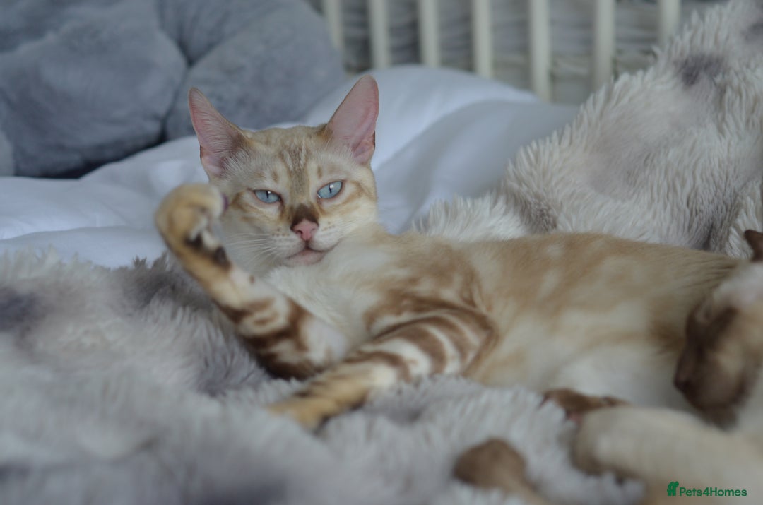 Siamese cats for sale: 🧬F1 BENAMESE KITTENS🧬  - Image 2