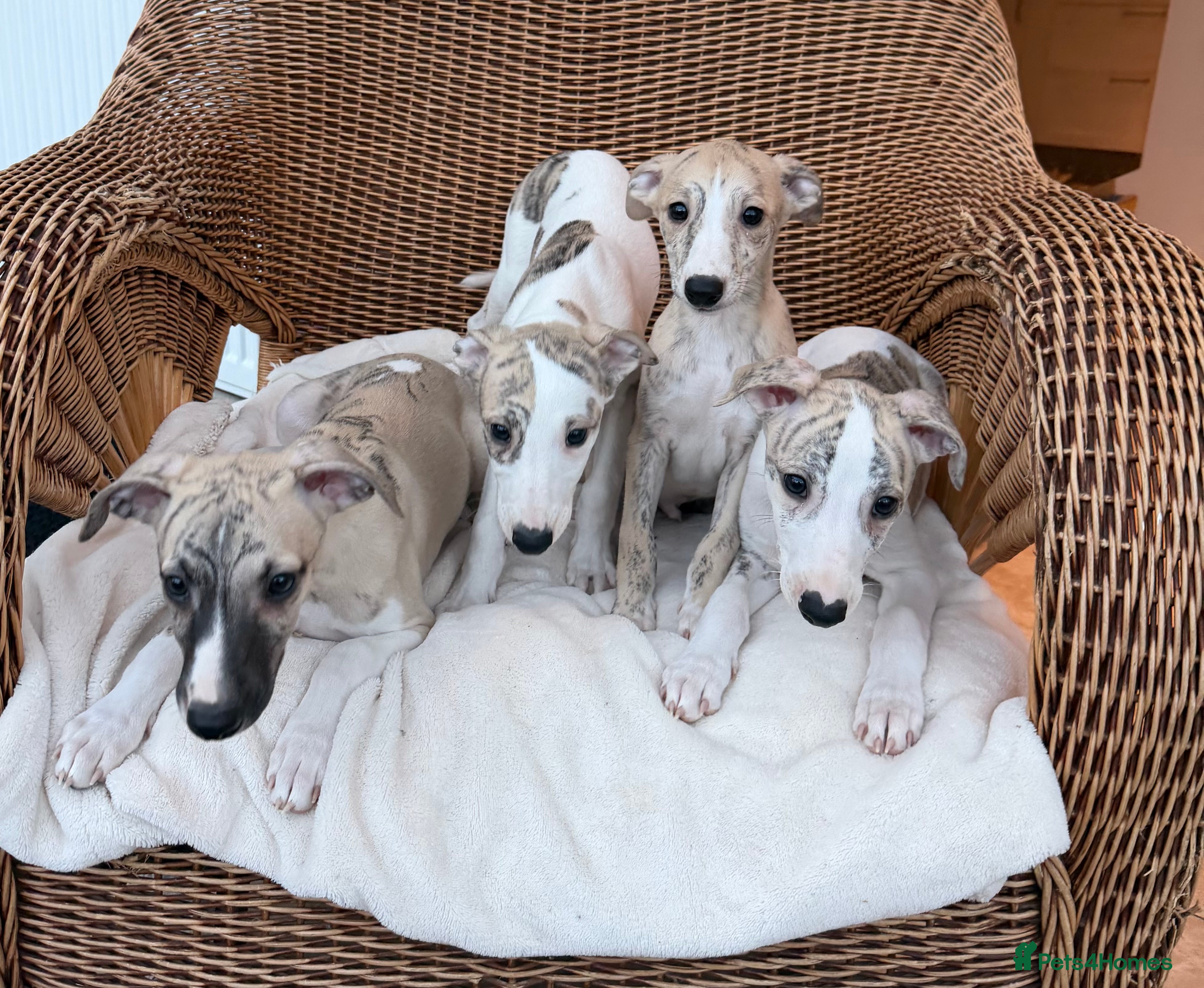 Whippet dogs AVAILABLE Kc reg healthy, sweet, gentle whippets - Advert 13