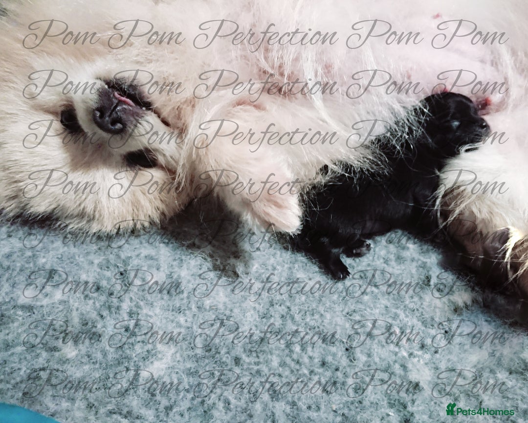 Pomeranian dogs for sale: Gorgeous Teddy Bear Pomeranian Puppy - Image 5