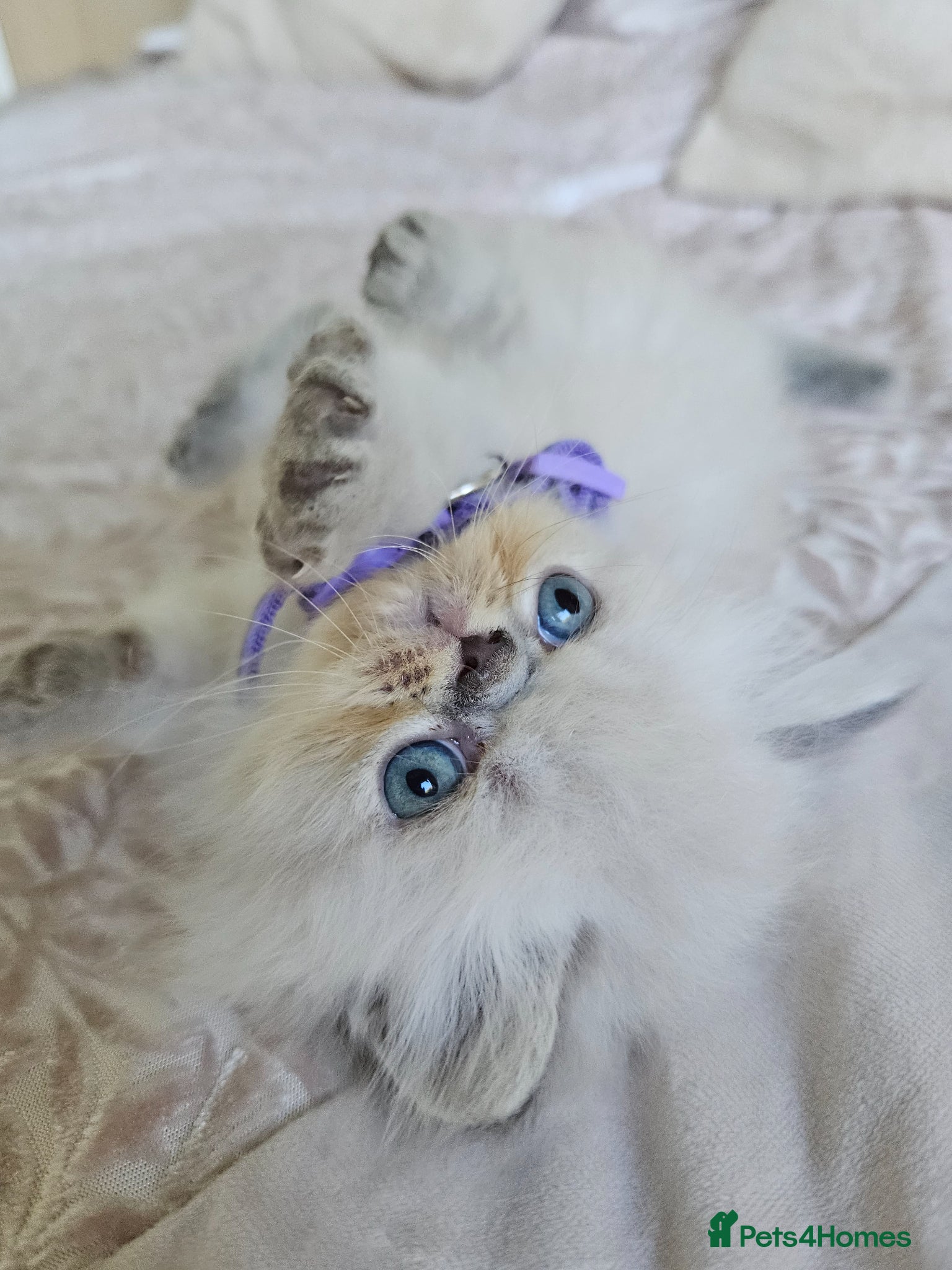 Persian cats for sale:  😻 Stunning Pedigree Persian Kittens😻 - Advert 17