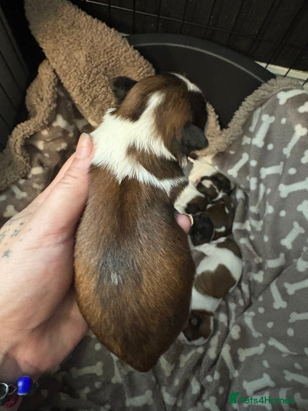 Shih Tzu dogs for sale: Shih tzu pups  - Image 11