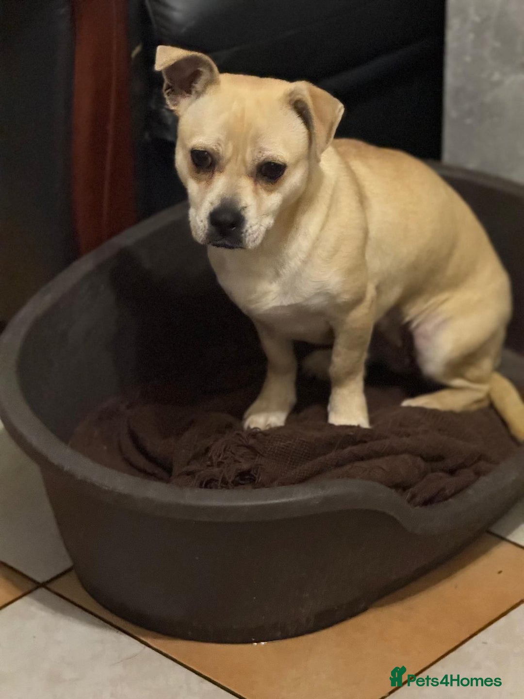 Mixed Breed dogs for adoption: Pretty Jamala ready for cuddles - Advert 7