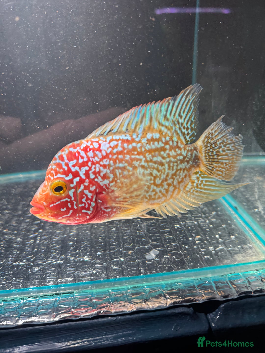 Cichlids fish for sale: Crystal parrot & srt - Advert 10