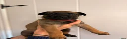 Belgian Shepherd Dog dogs for sale: Belgian Malinois Puppies – £1200 – Reigate, Surrey - Advert 3
