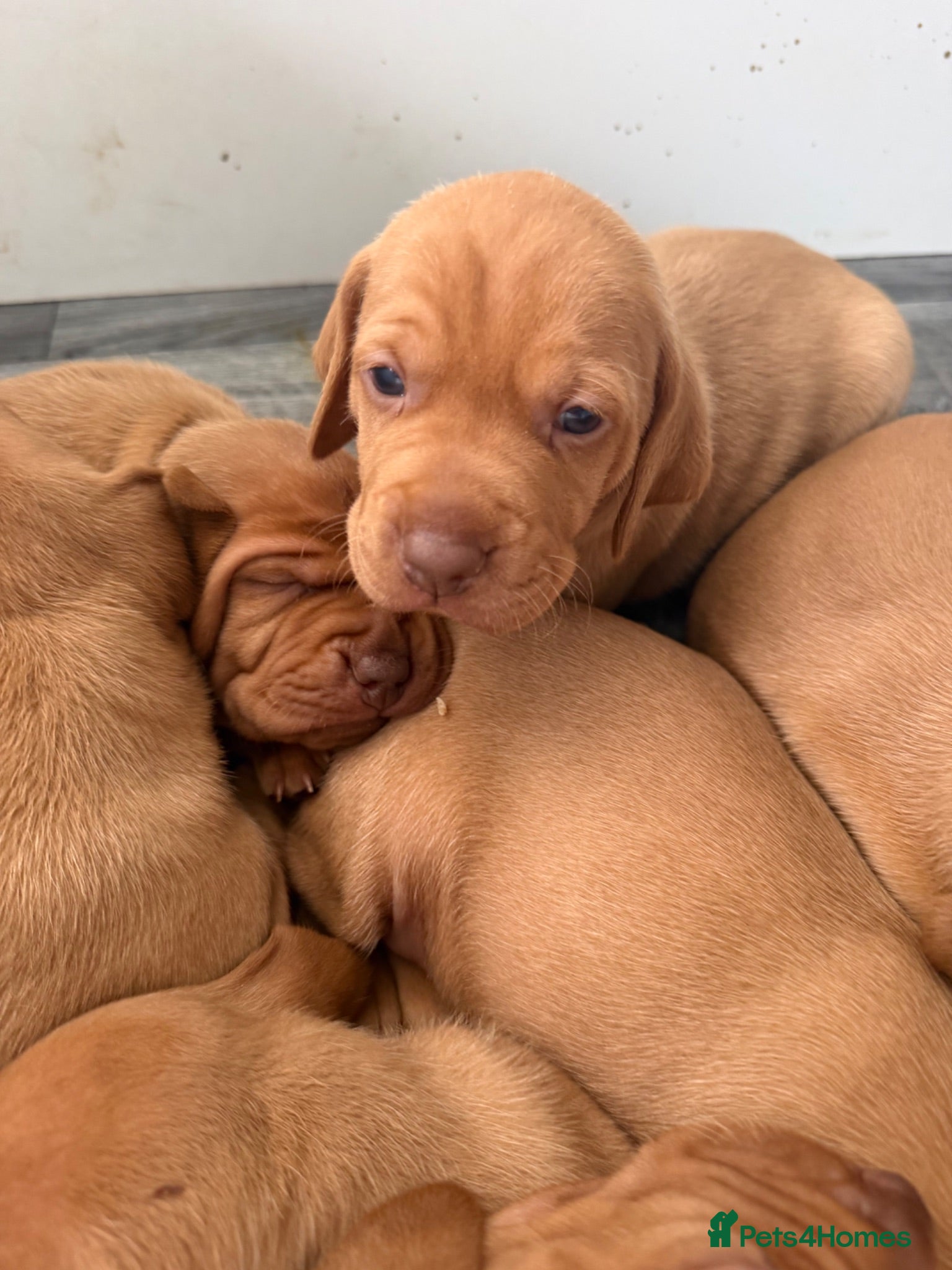 Hungarian Vizsla dogs Beautiful Hungarian Vizsla puppiesg vs - Advert 2