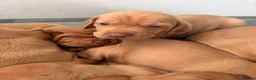 Hungarian Vizsla dogs for sale: Beautiful Hungarian Vizsla puppiesg vs in Richmond - Advert 2