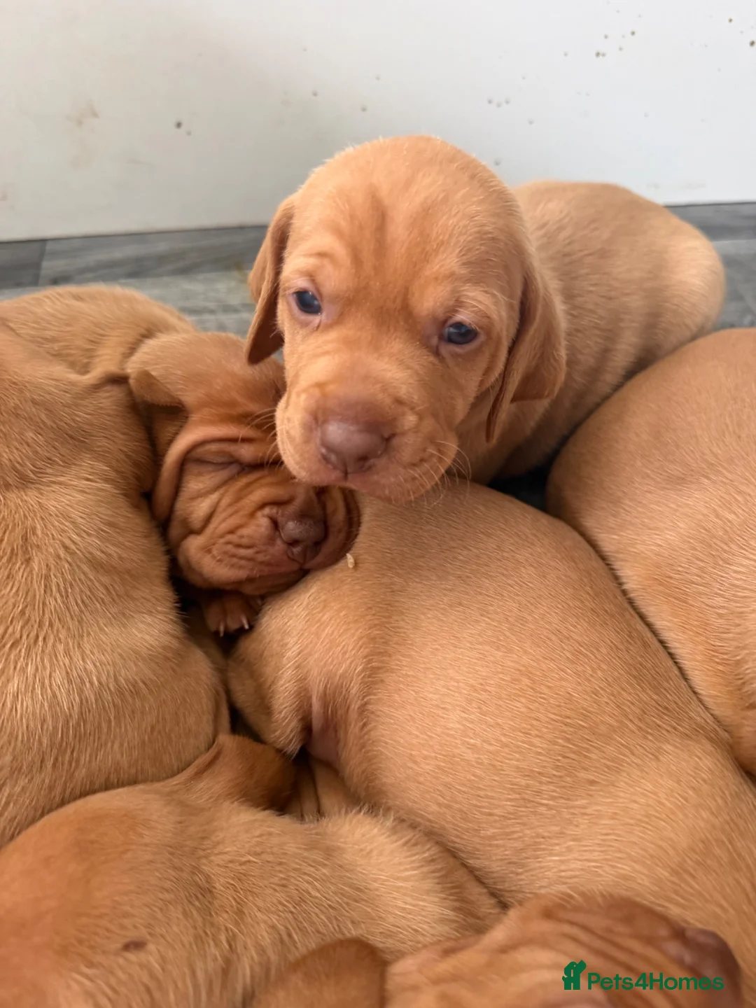 Hungarian Vizsla dogs for sale: Beautiful Hungarian Vizsla puppiesg vs in Richmond - Advert 2