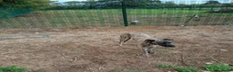 Lurcher dogs for sale: 14 month old lurcher in Peterborough - Advert 3