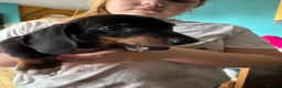 Dachshund dogs for sale: 5 playful dachshund pups avail  - Advert 8