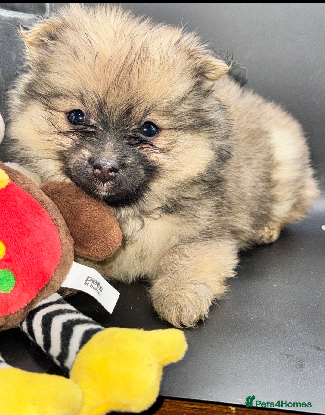 Pomeranian dogs for sale: 6 Adorable Mini/Tiny/ Fluffy Pomeranian Puppies  - Advert 20