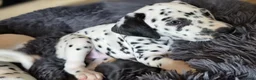 Dalmatian dogs for sale: Beautiful KC Reg Dalmatian Puppies in Newport - Advert 28