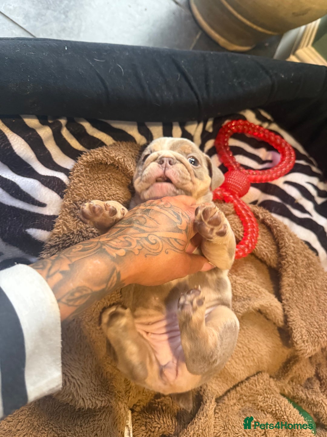 English Bulldog dogs for sale: 🌸 Lola 🌸 - Advert 2
