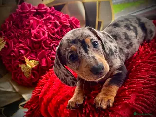 Miniature Dachshund dogs 🐶Miniature Dachshund Puppie - Advert 6