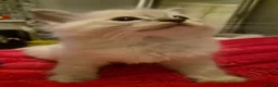 Ragdoll cats for sale: 6x purebred blue, lilac and lynx ragdoll kittens - Advert 28