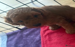 Labradoodle dogs for sale: Miniature Labradoodle F1BB Puppies - Image 13