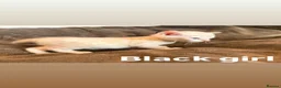 Bengal cats for sale: Beautiful Snow Bengals  - Advert 37