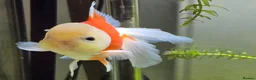 Goldfish fish for sale: Goldfish in Kingston upon Thames - Advert 4