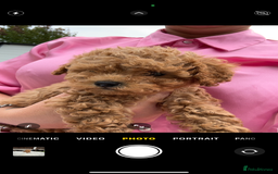 Cavapoo dogs for sale: Toy f1b cavapoo puppies - Image 25