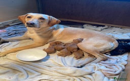 Labrador Retriever dogs for sale: Stunning, KC registered, Fox Red Labrador puppies. - Image 2