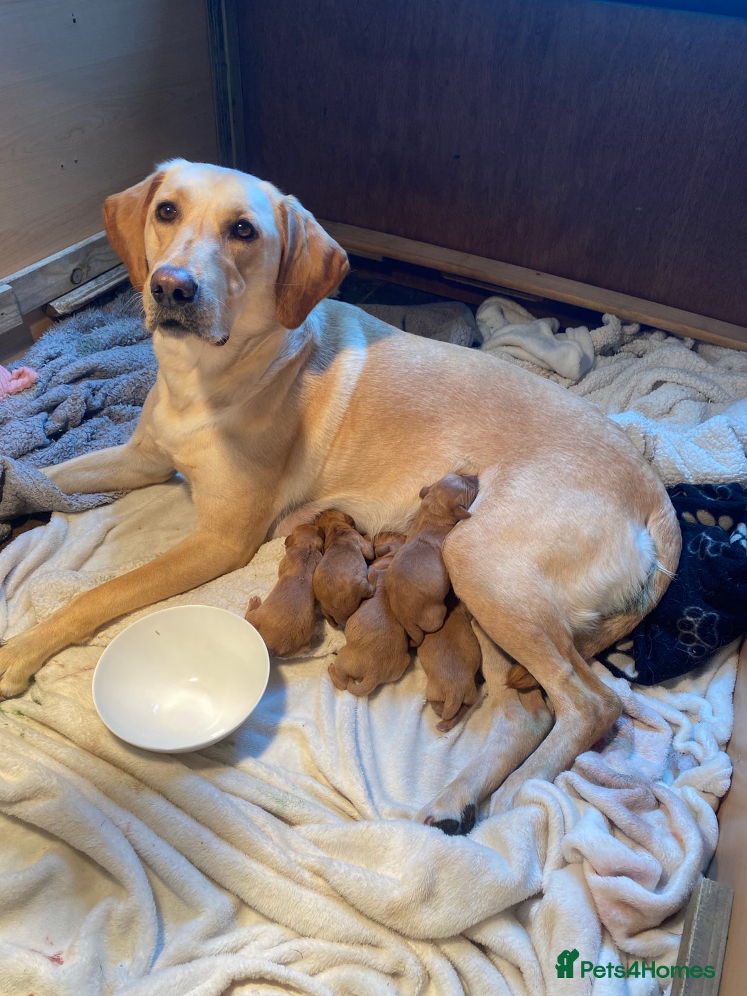 Labrador Retriever dogs for sale: Stunning, KC registered, Fox Red Labrador puppies. - Image 2