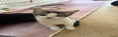 Domestic Shorthair 5