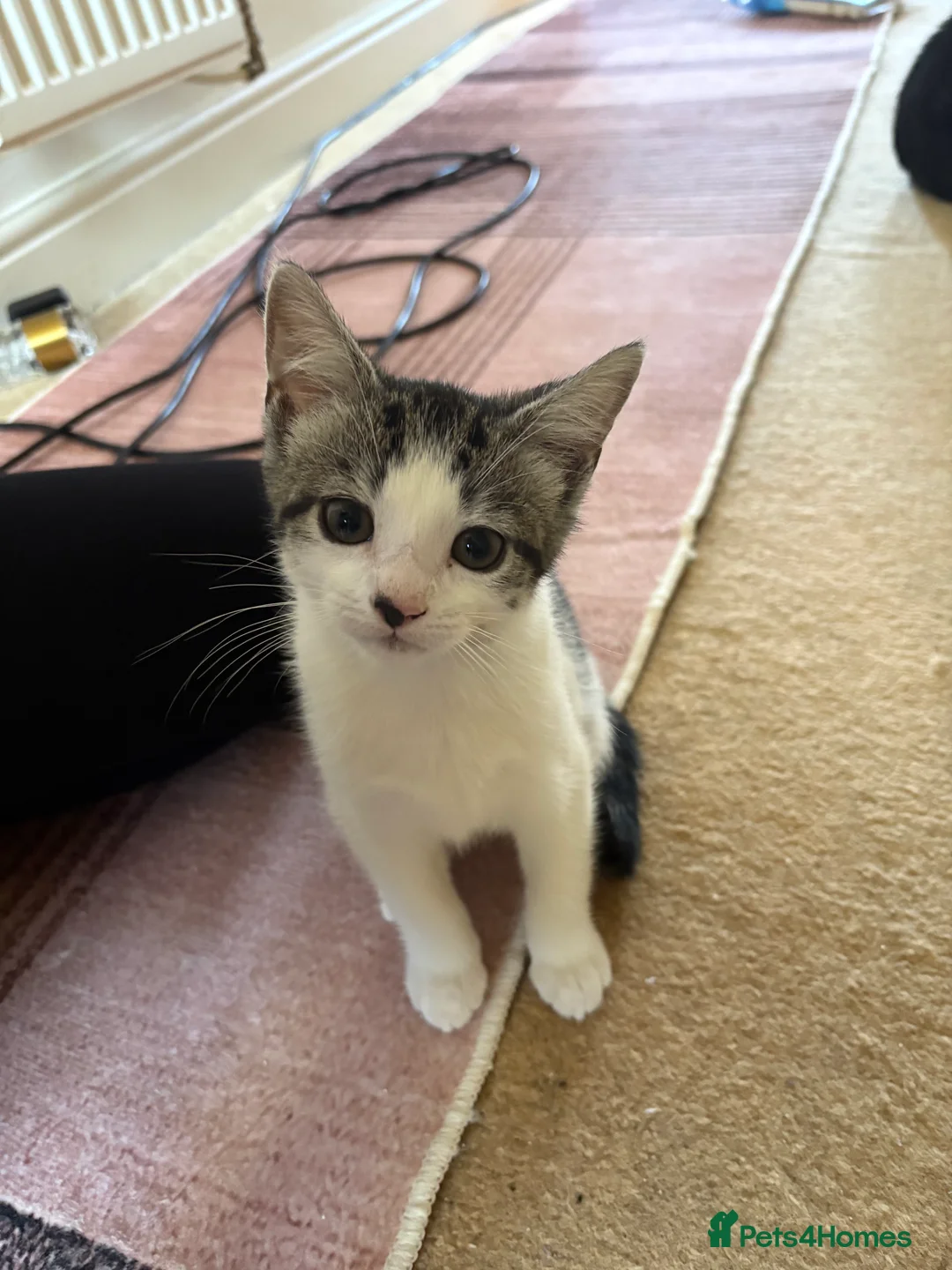 Domestic Shorthair cats for sale: READY TO GO‼️ 5 kittens! - Advert 2