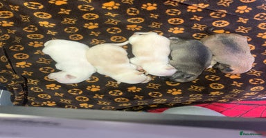 Pomchi dogs 🐾MALE POMCHI PUPPIES🐾 - Advert 2