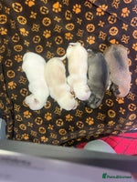 Pomchi dogs 🐾MALE POMCHI PUPPIES🐾 - Advert 3