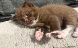 British Shorthair cats for sale: Charming British Shorthair Kittens - Image 5