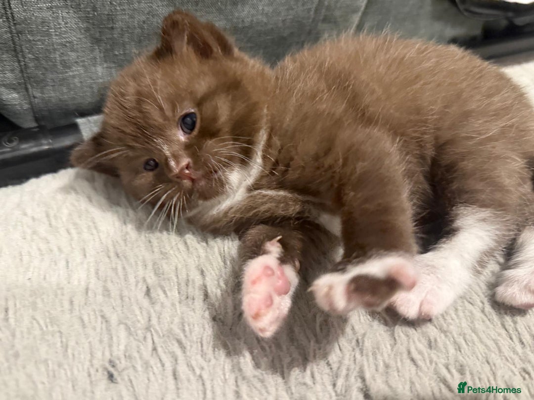 British Shorthair cats for sale: Charming British Shorthair Kittens - Image 5