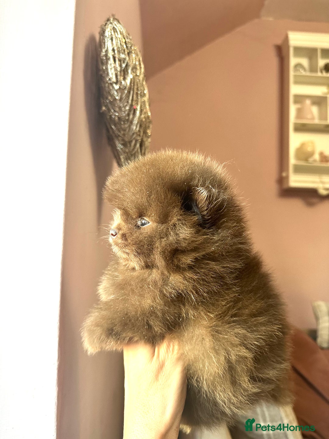 Pomeranian dogs for sale: Quality Chocolate Small Chocolate Teddy Bear - Image 15