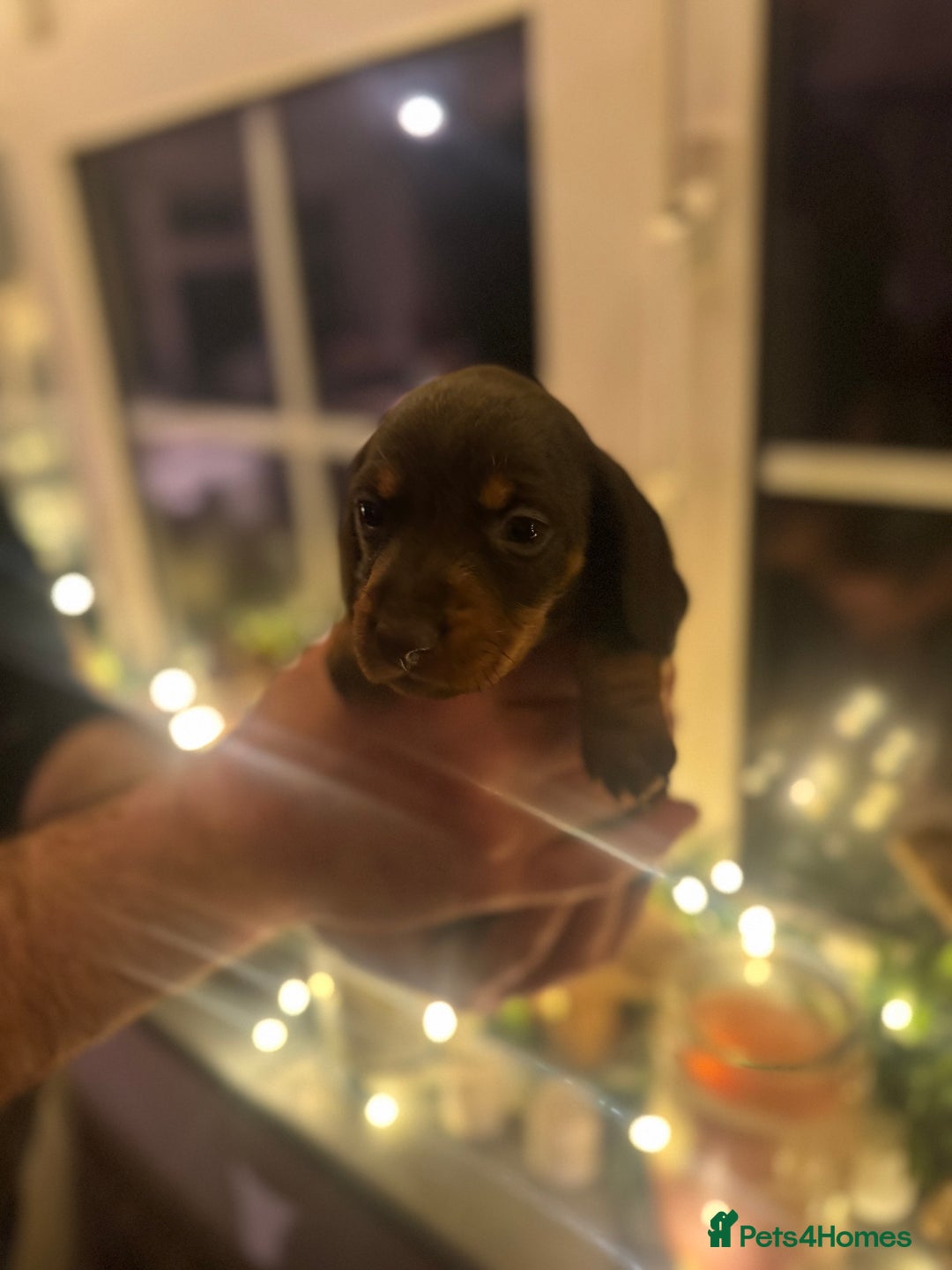 Miniature Dachshund dogs for sale: Gorgeous miniature dachshunds   - Advert 8