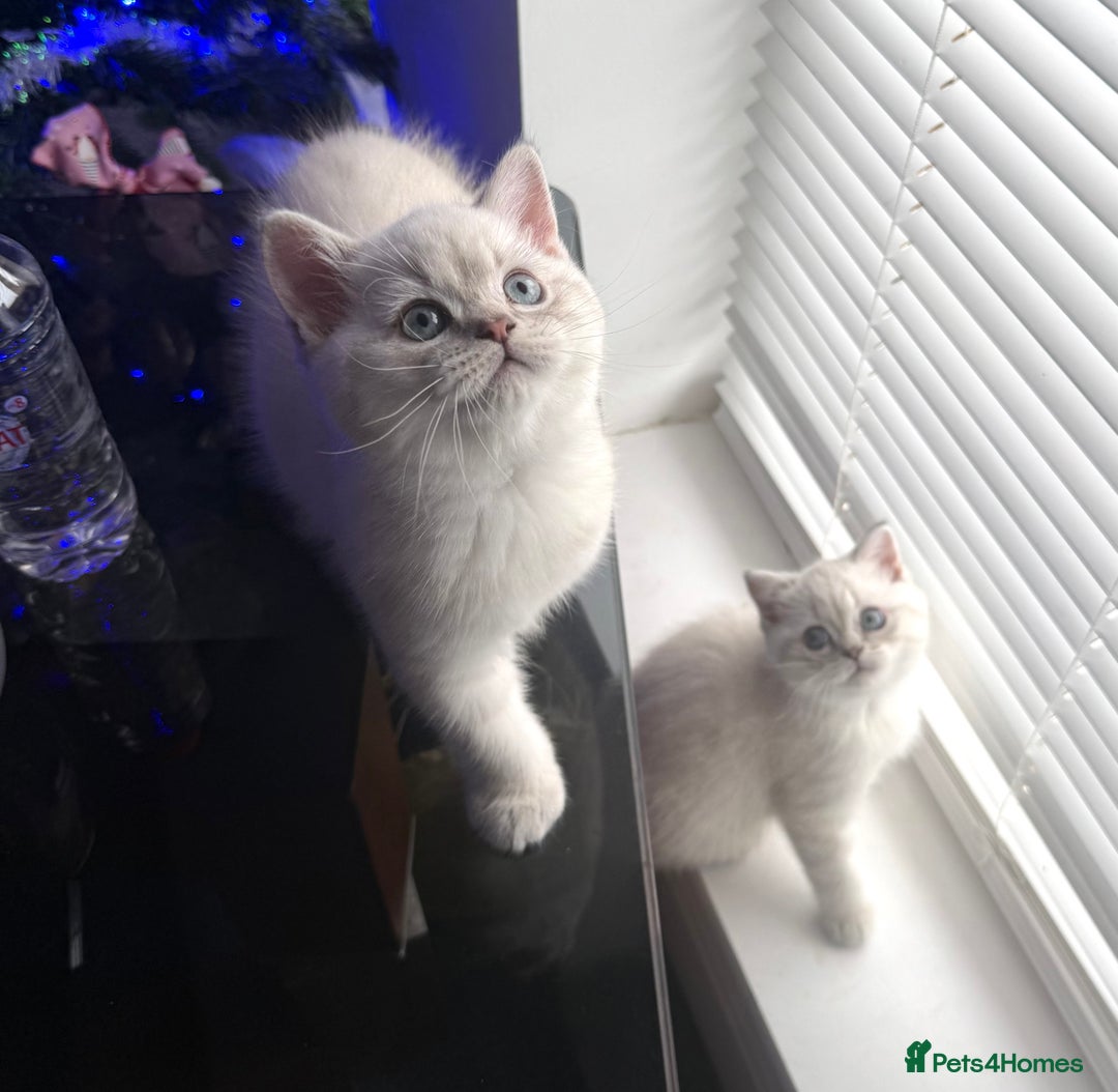 Scottish Fold cats for sale: 😻Stunning Pure breed Scottish fold kittens 😻 - Advert 9