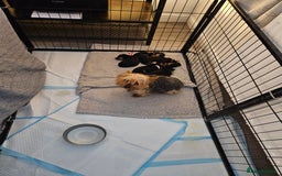 Mixed Breed dogs for sale: Yorkie x daxy puppies  - Image 6