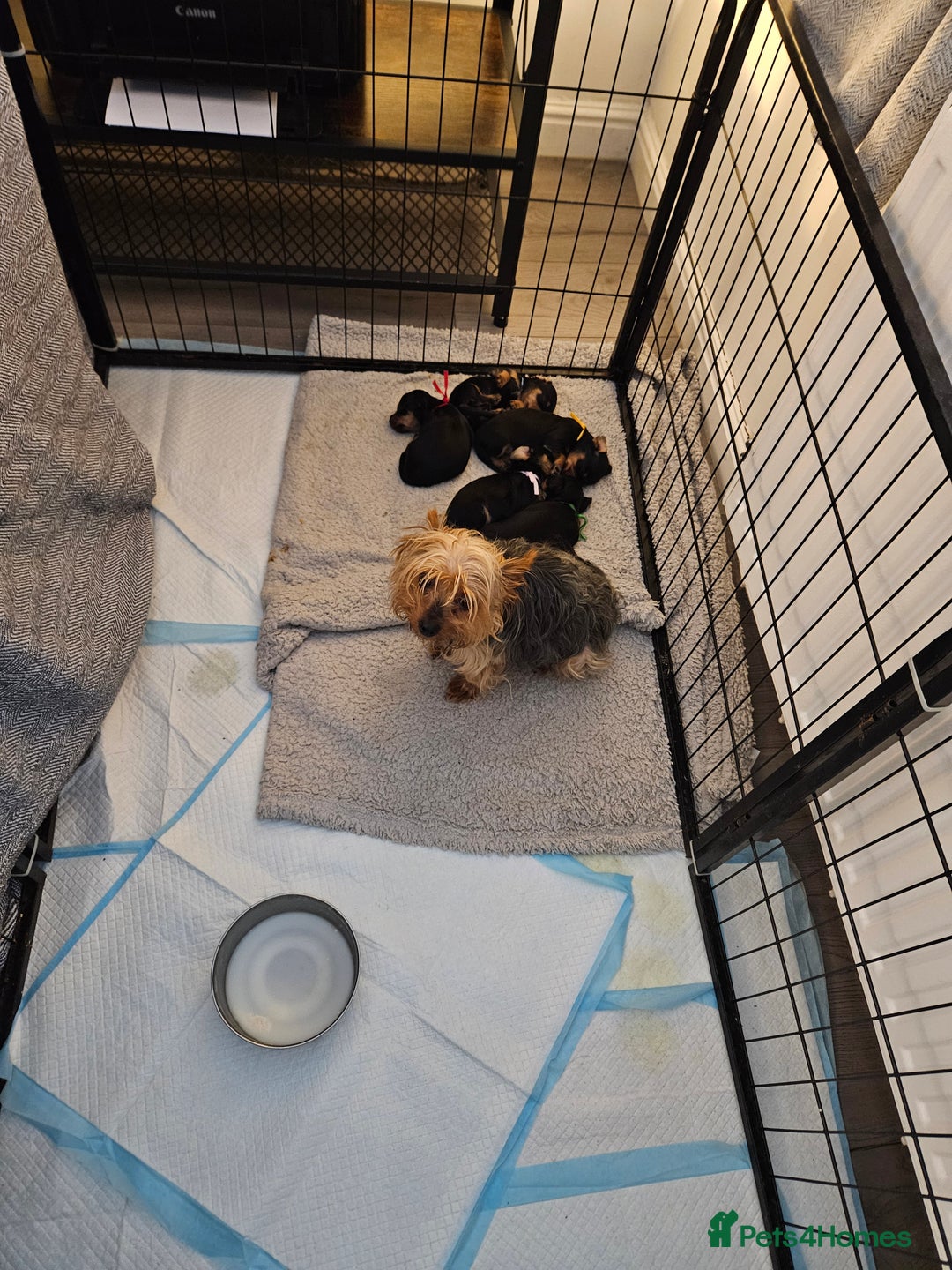 Mixed Breed dogs for sale: Yorkie x daxy puppies  - Image 6