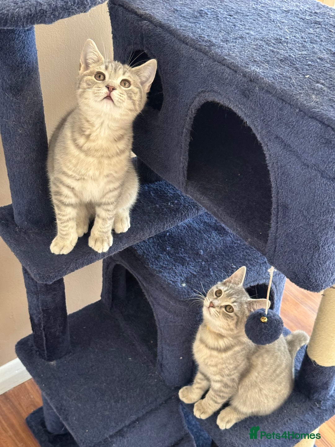 British Shorthair cats for sale: Beautiful British Shorthair Kittens - Ready Now - Advert 13