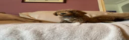 Cockapoo dogs for sale: Last Stunning cockapoo girl ready now - Advert 9