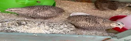 Quail poultry for sale: Different colours Coturnix Quail  - Advert 8