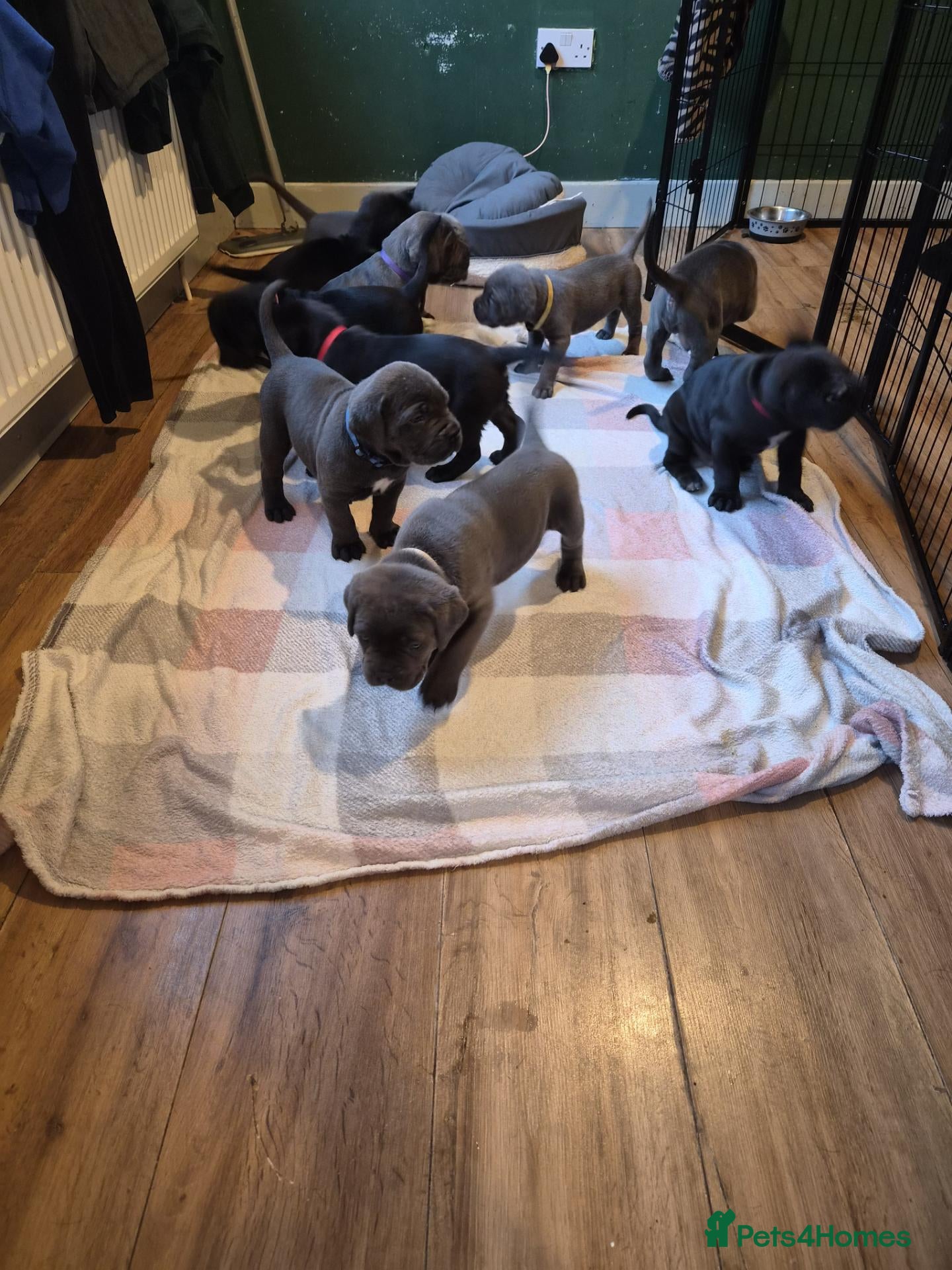 Cane Corso dogs for sale: 🐾 10 BEAUTIFUL CANE CORSO PUPPIES FOR SALE 🐾 - Advert 17