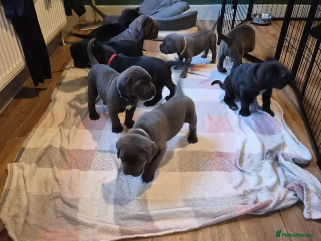 Cane Corso dogs for sale: 🐾 10 BEAUTIFUL CANE CORSO PUPPIES FOR SALE 🐾 - Advert 17