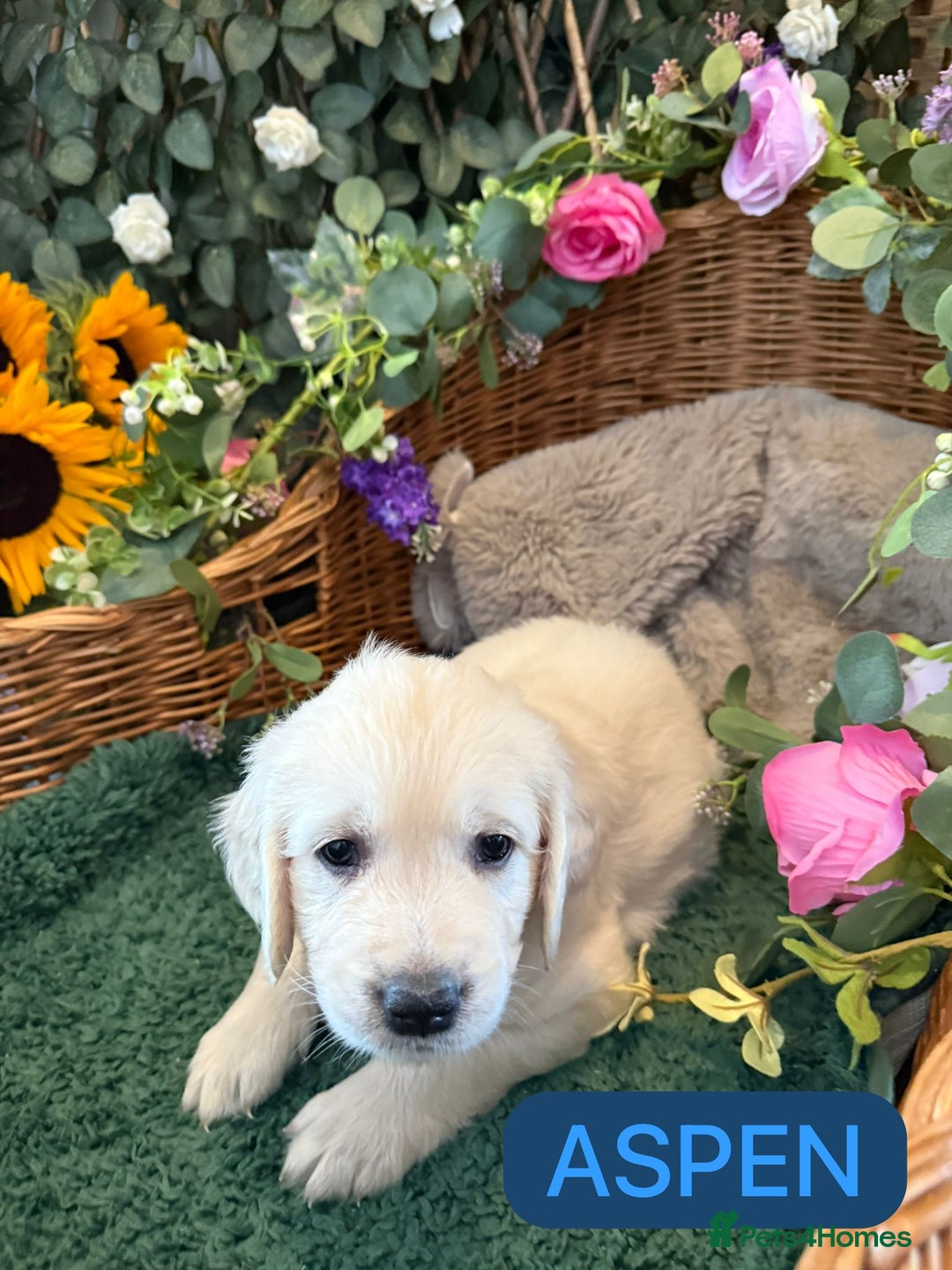 Golden Retriever dogs for sale: Stunning Golden Retriever puppies 🐾 - Image 23