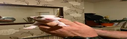 Jack Russell dogs for sale: Work line Jack Russell's  - Advert 4