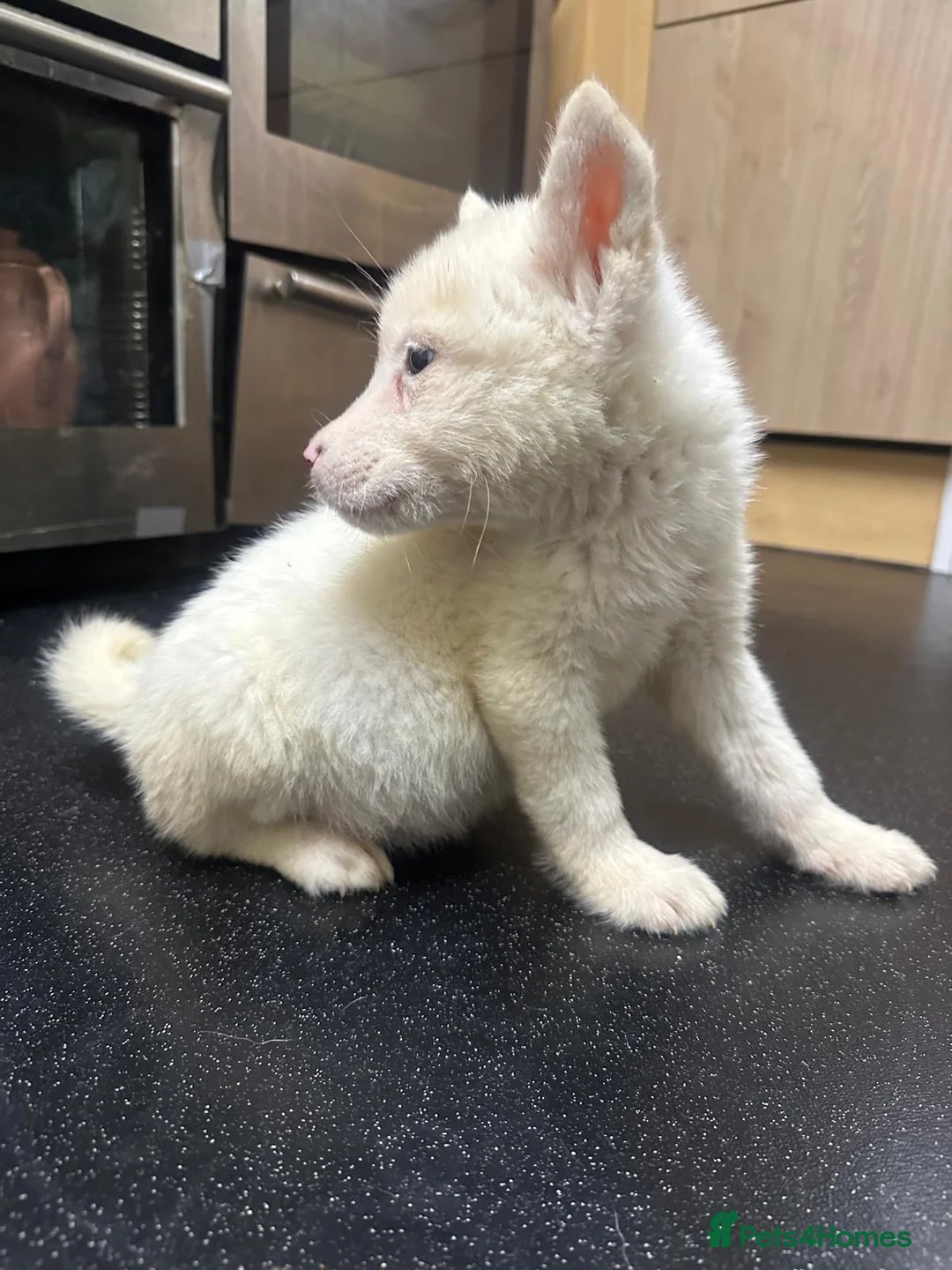 Akita dogs for sale: American Akita - Advert 16